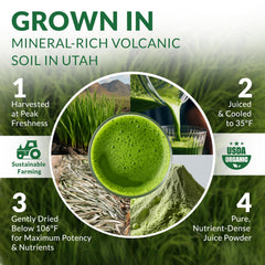 Versatile green barley superfood powder for smoothies and drinks