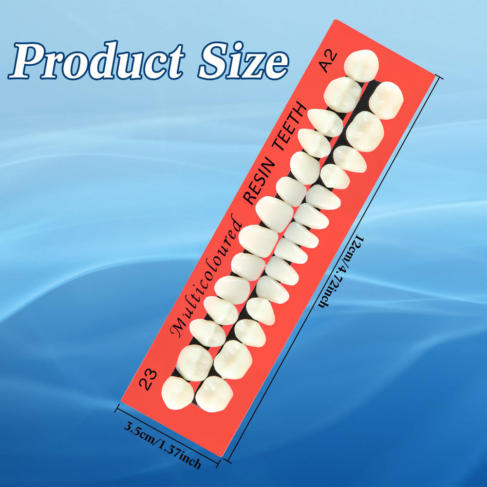 Close-up of realistic A2 acrylic resin denture teeth