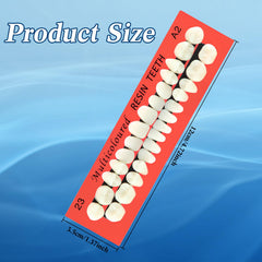 Close-up of realistic A2 acrylic resin denture teeth