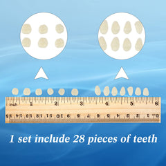Denture teeth stored on a fitted acrylic background board