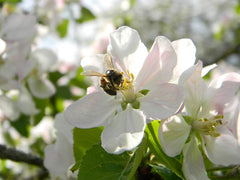 Bee bread on wooden board