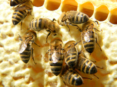 Top view of vacuum-sealed bee bread package