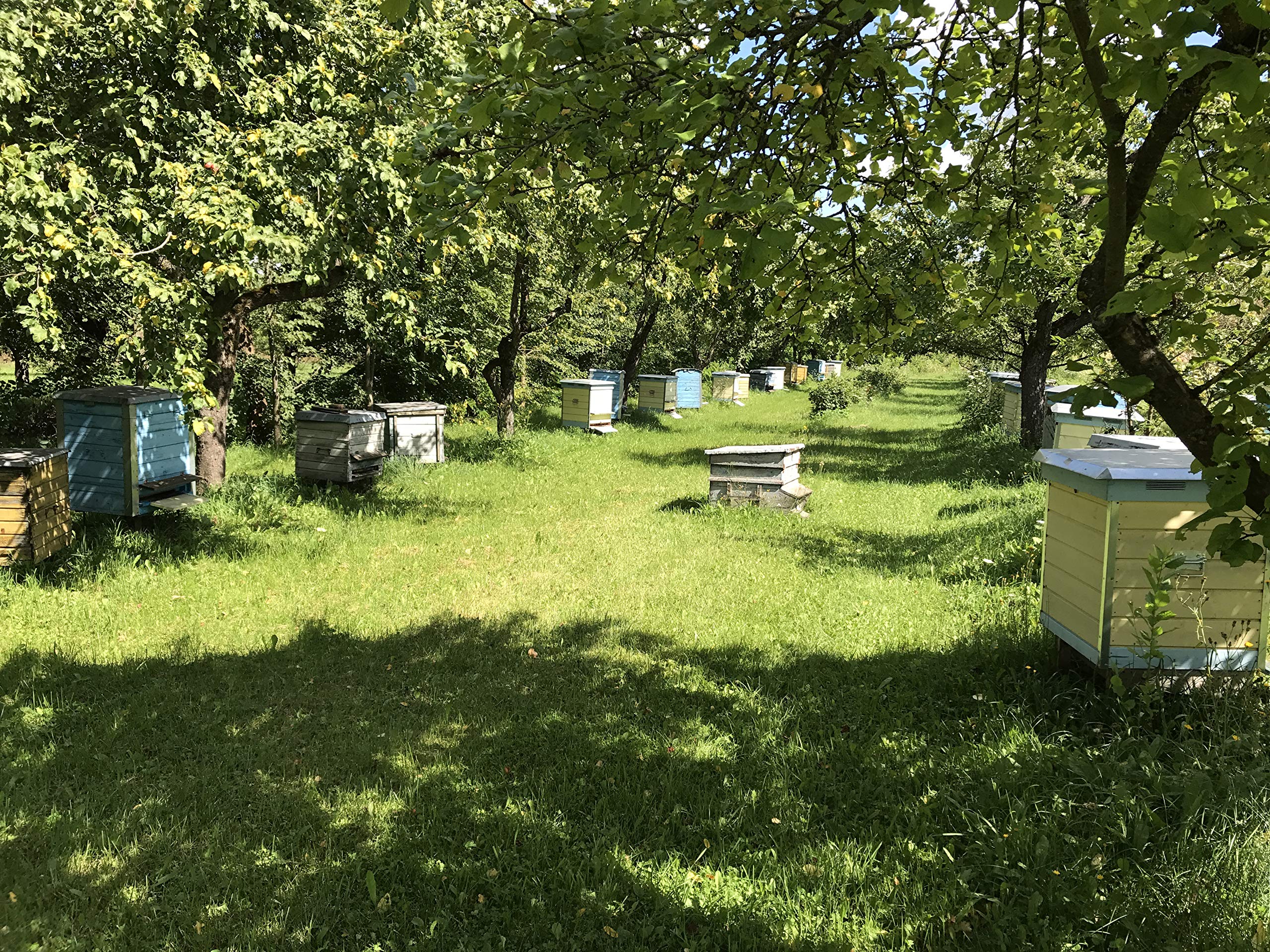 Beekeeping by River Dubysa, Lithuania