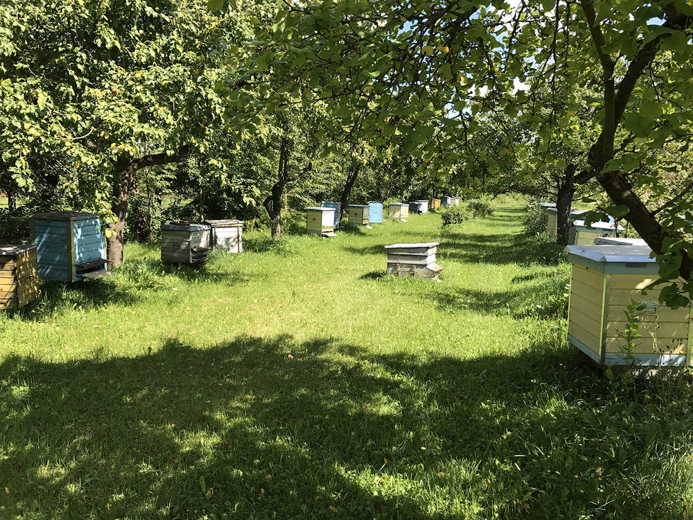 Beekeeping by River Dubysa, Lithuania