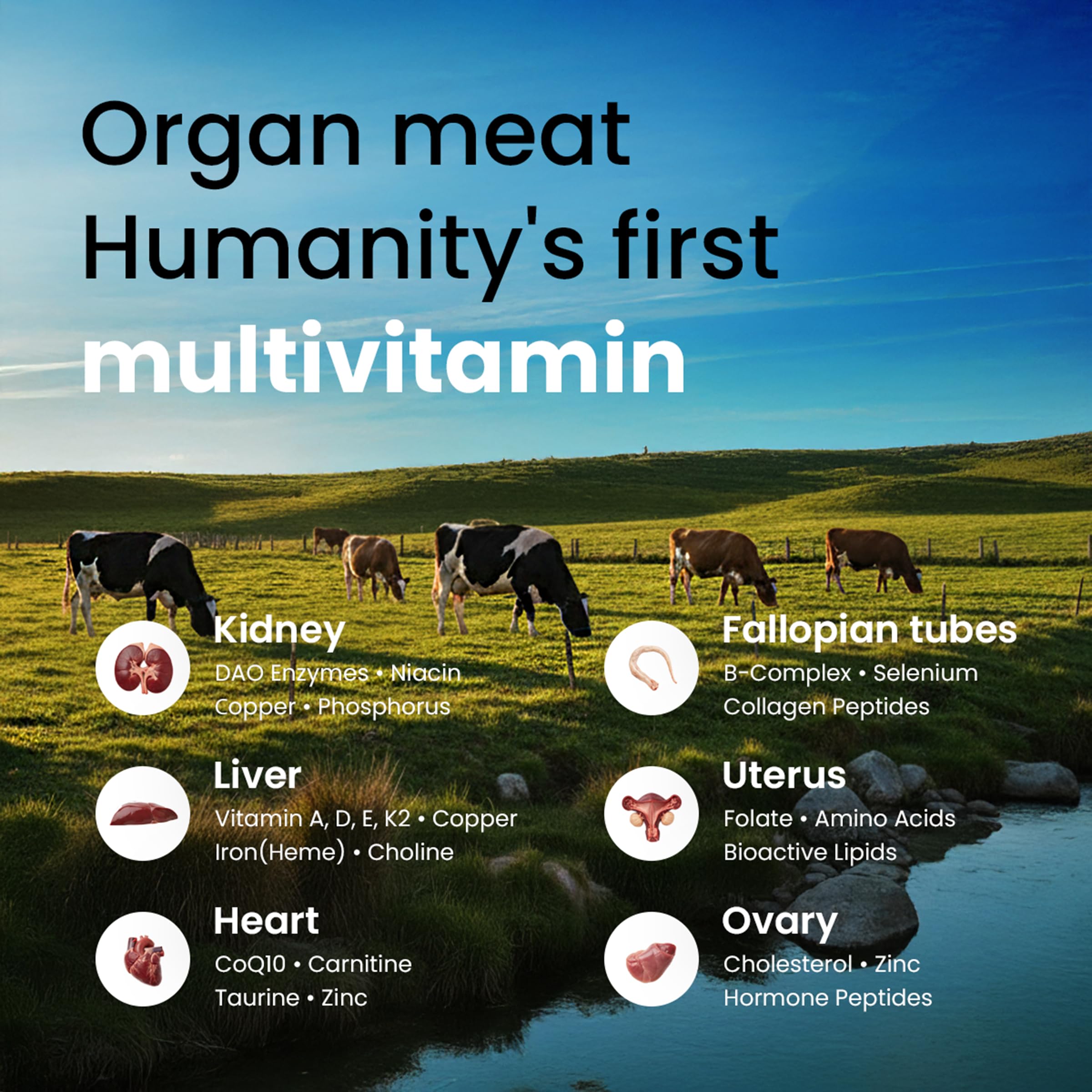 Icons representing nutrients like B12 and CoQ10