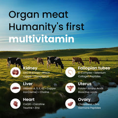 Icons representing nutrients like B12 and CoQ10