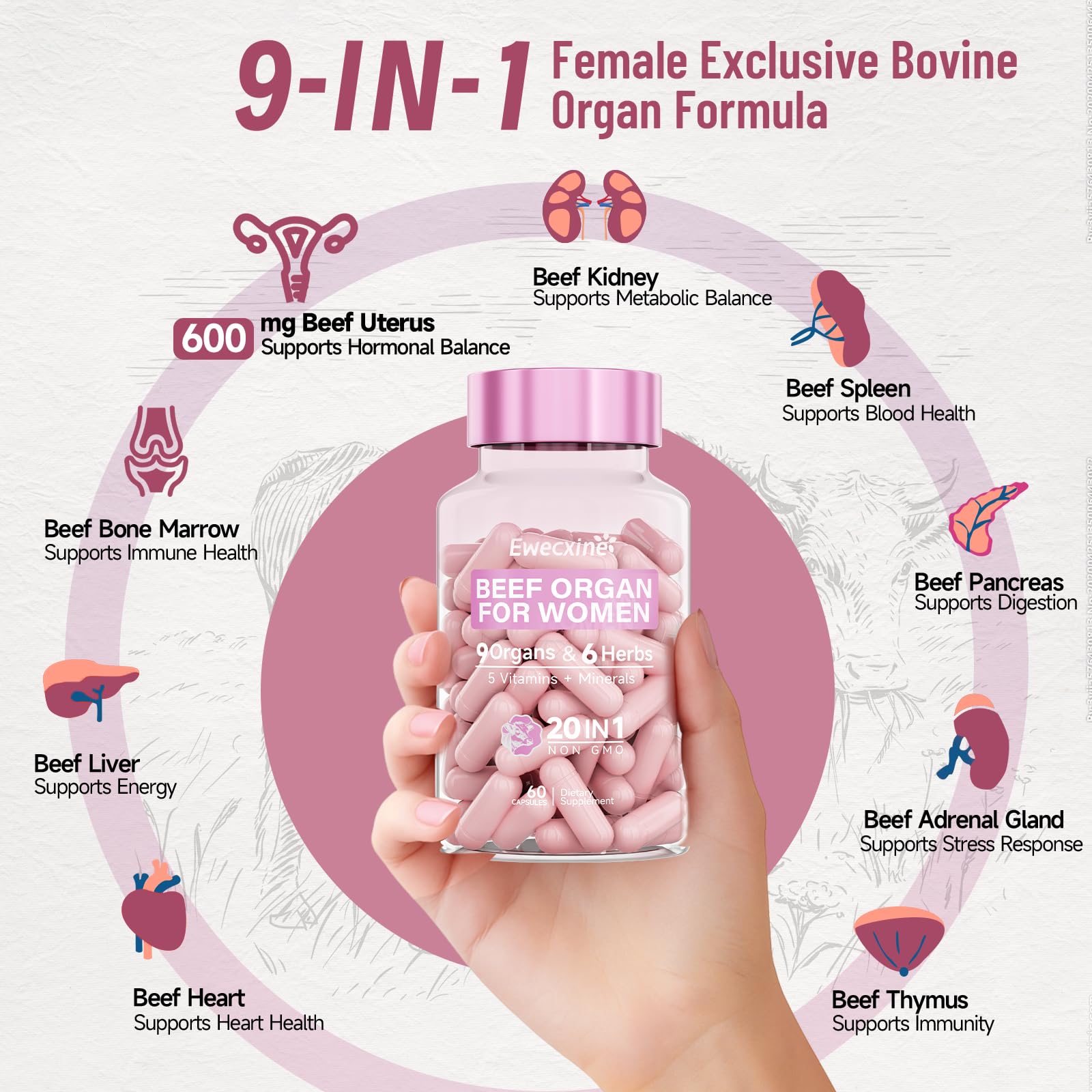 Capsules containing beef liver, kidney and heart organs