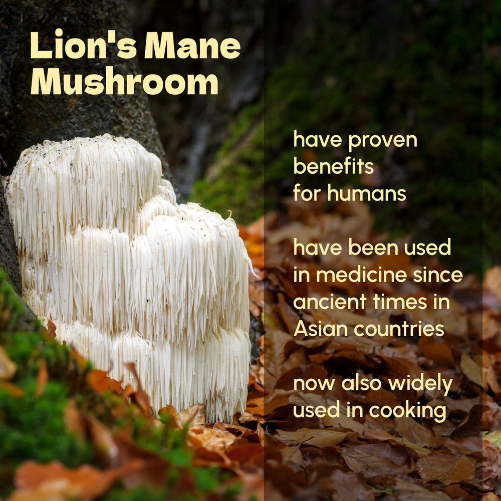 Beleon Lion's Mane Powder bottle product image