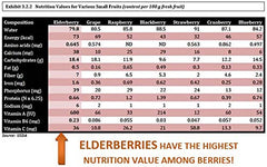 USDA Organic label on Berryqueen syrup