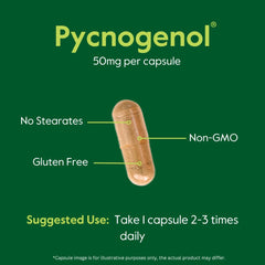 Close-up of Pycnogenol ingredients on label