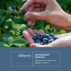 Bilberry capsules for vision health