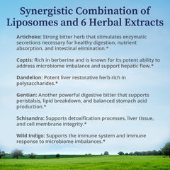 Illustration of Artichoke, Coptis, Dandelion, Gentian, Schisandra, Wild Indigo extracts
