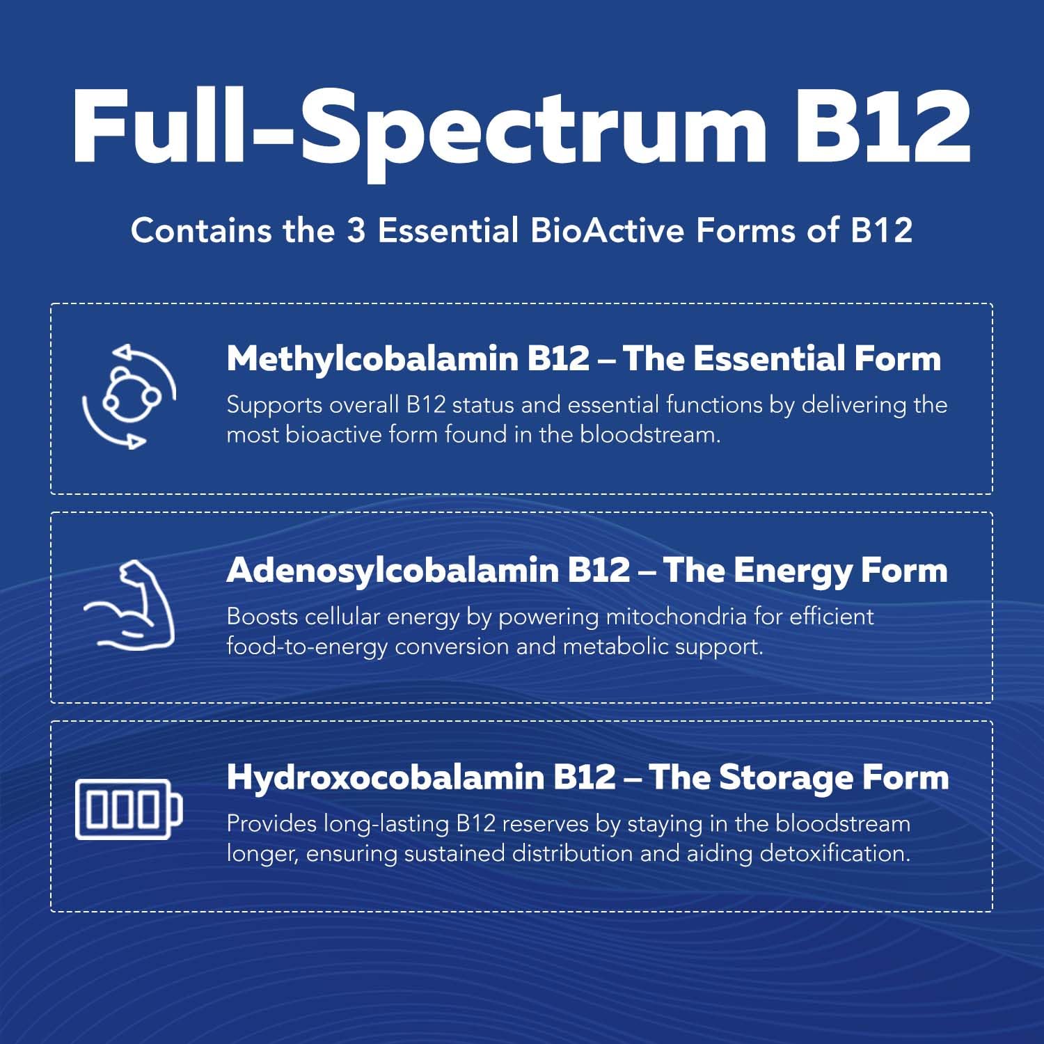Comprehensive B vitamin blend supporting energy and metabolism