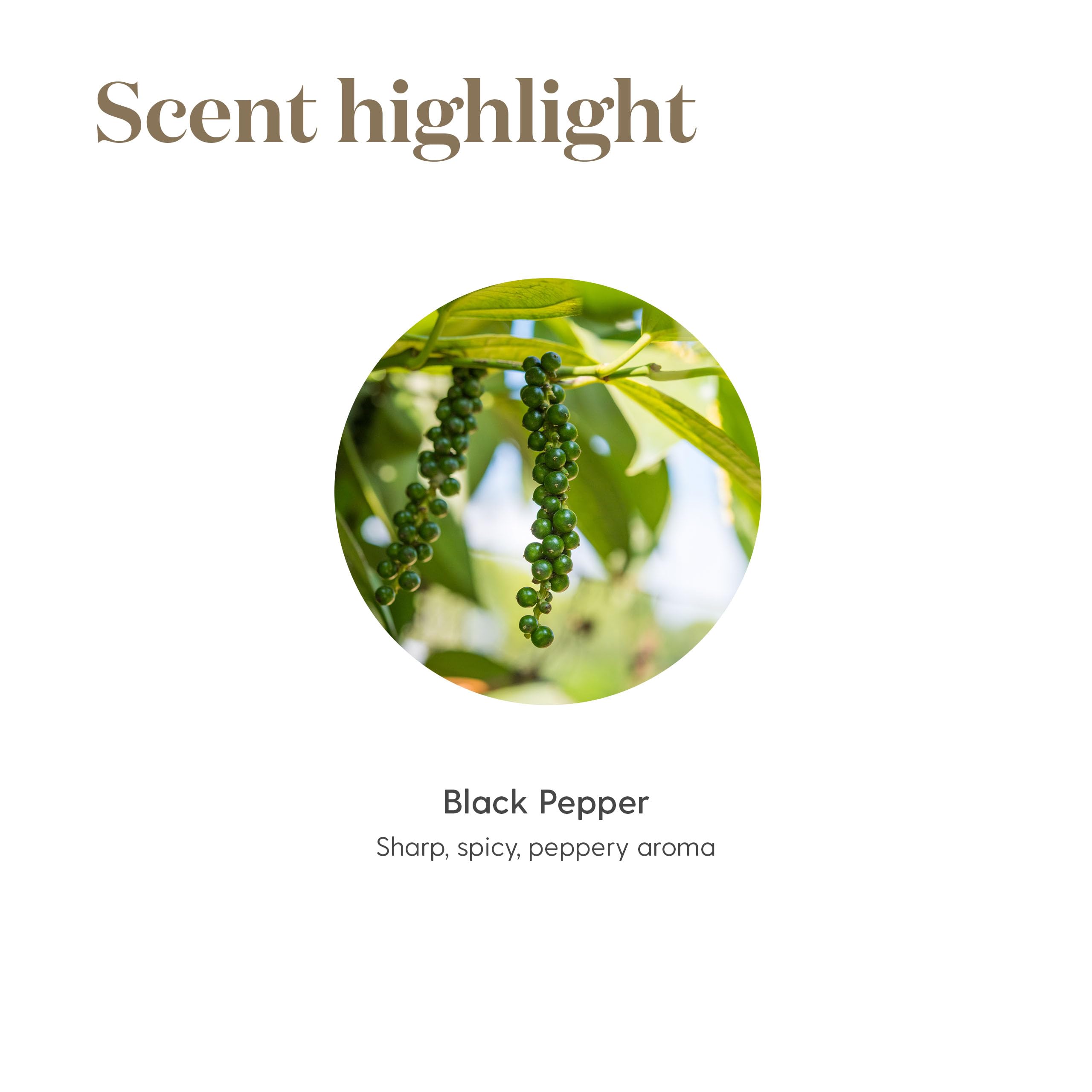 Black Pepper Vitality added to a cooking soup for robust flavor