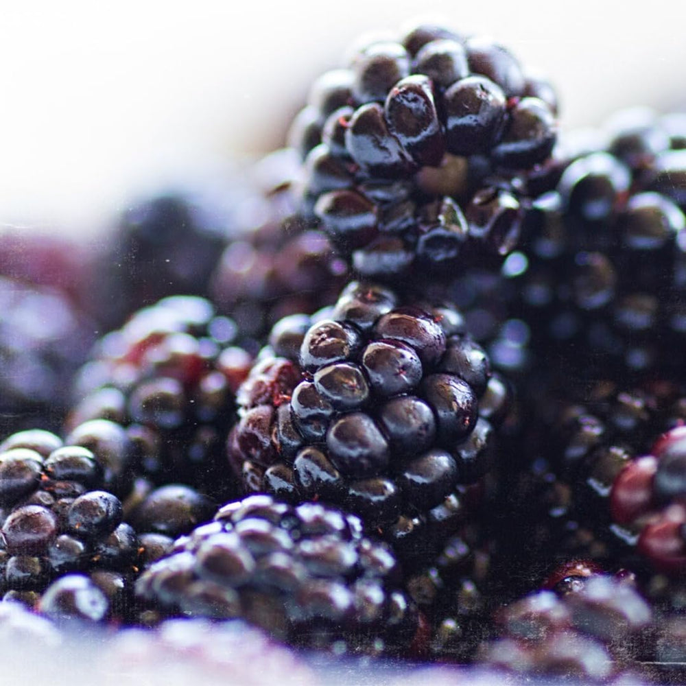 Add to smoothies and shakes with blackberry extract powder