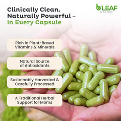 Illustration of immune support with moringa antioxidants