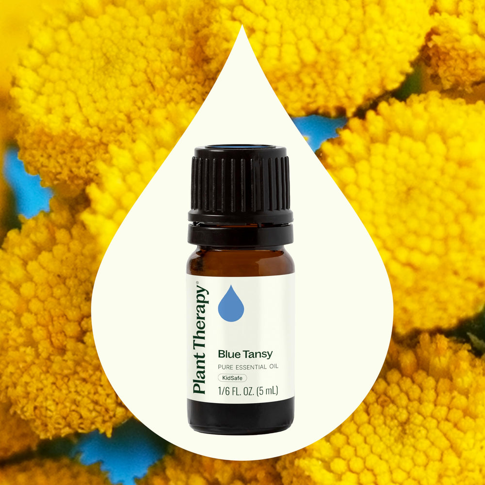 Plant Therapy Blue Tansy Essential Oil 5 | UK | British Vita – British ...