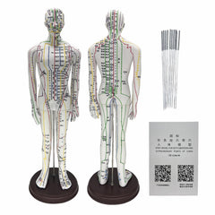 Male body acupuncture model with meridians and acupoints