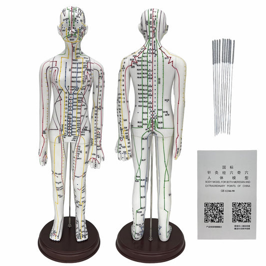 Front view of 20.5in body acupuncture model with English points marked