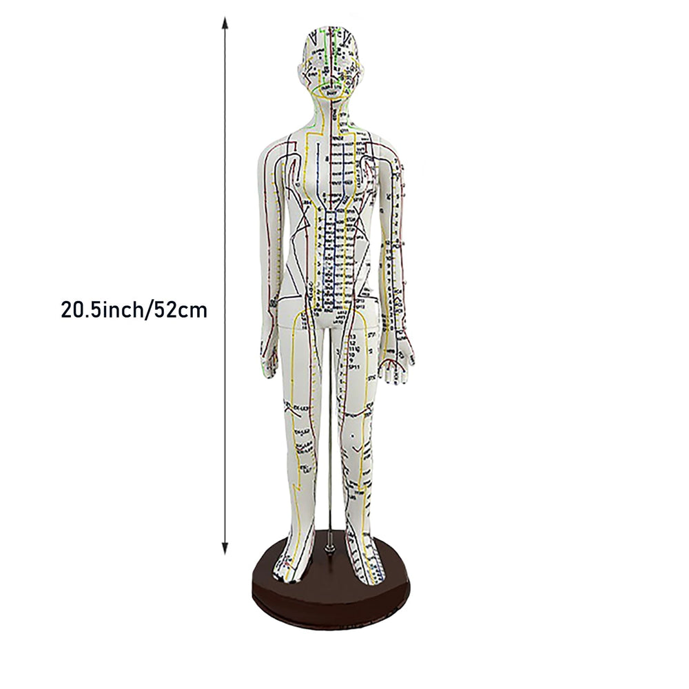 Product dimensions: 52 cm / 20.5 inches for display or teaching
