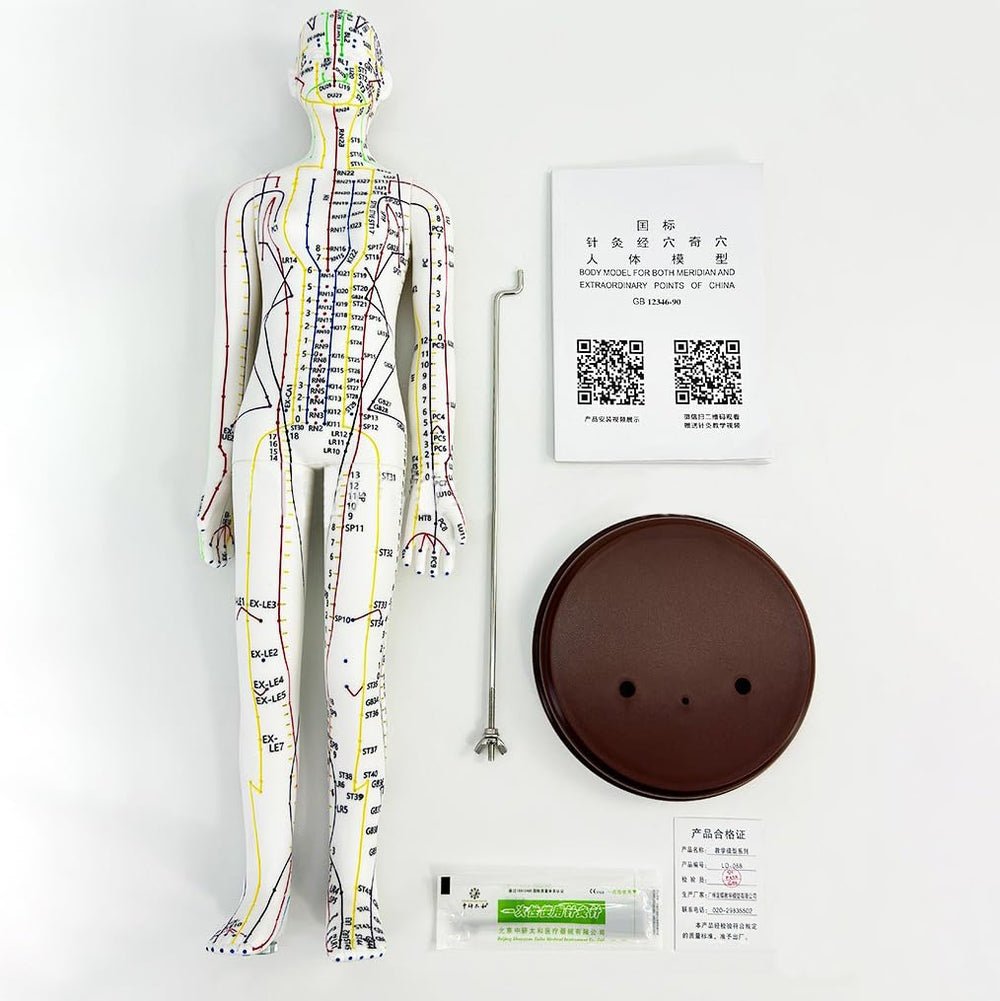 Overall view of the acupuncture model for student practice