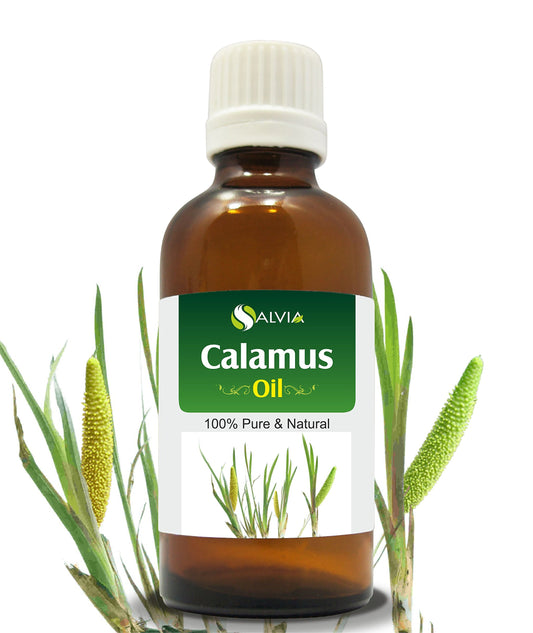 Calamus Oil Acorus Calamus therapeutic essential oil in a 30ML bottle