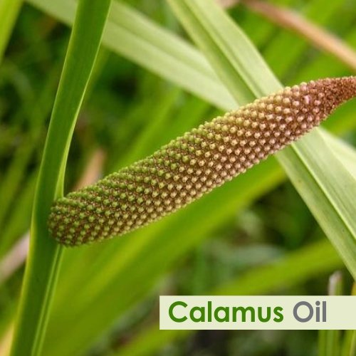 Amber Salvia bottle packaging for Calamus Oil aromatherapy