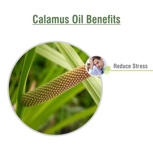 Steam distilled Calamus oil extraction process