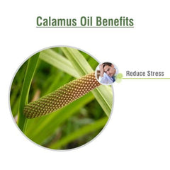 Steam distilled Calamus oil extraction process