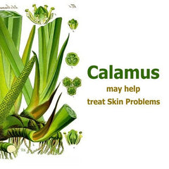 Uncut undiluted Calamus oil 15ml bottle
