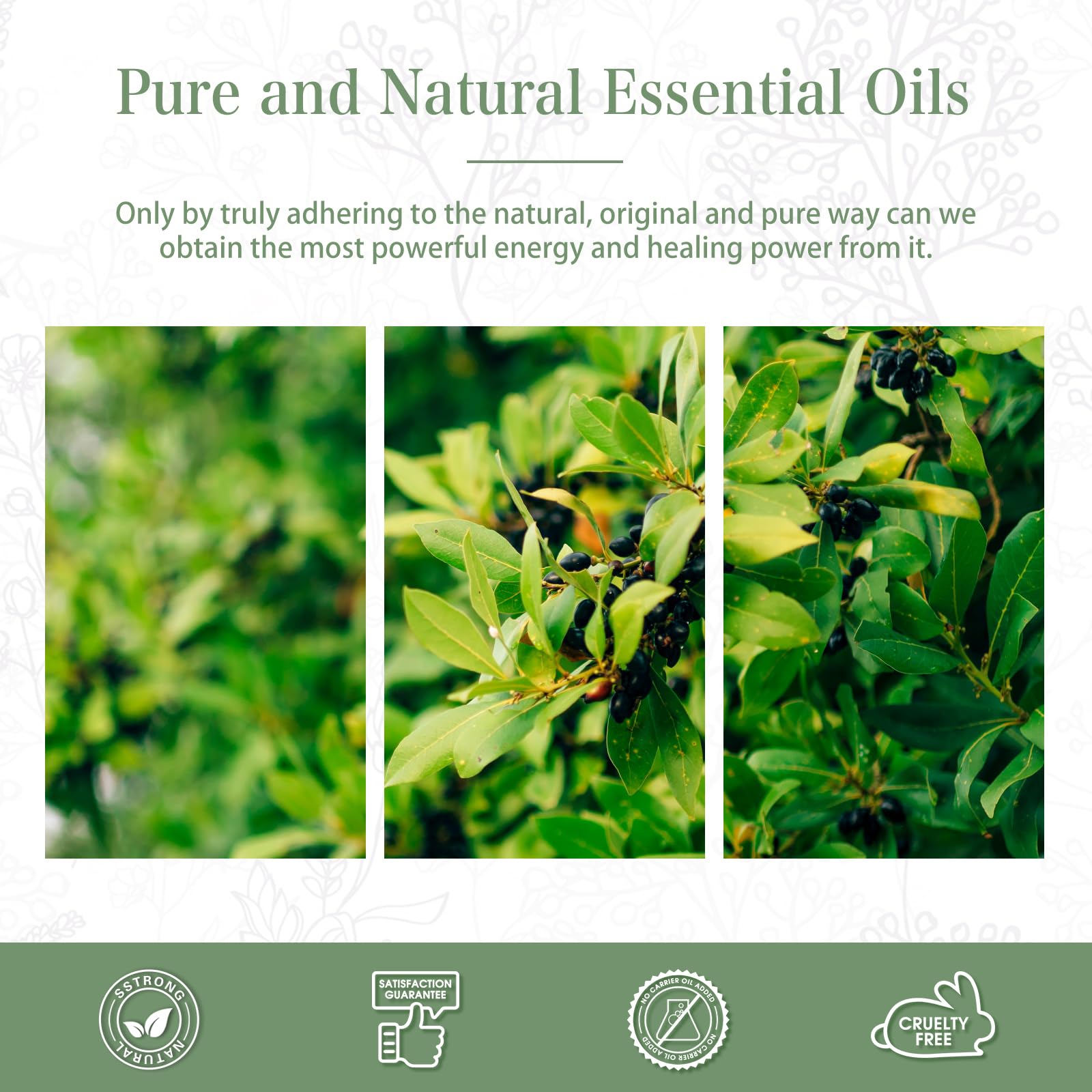High-quality plant sources used to produce camphor essential oil