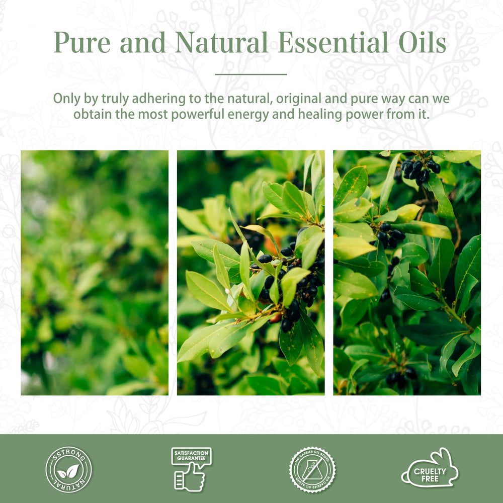 High-quality plant sources used to produce camphor essential oil