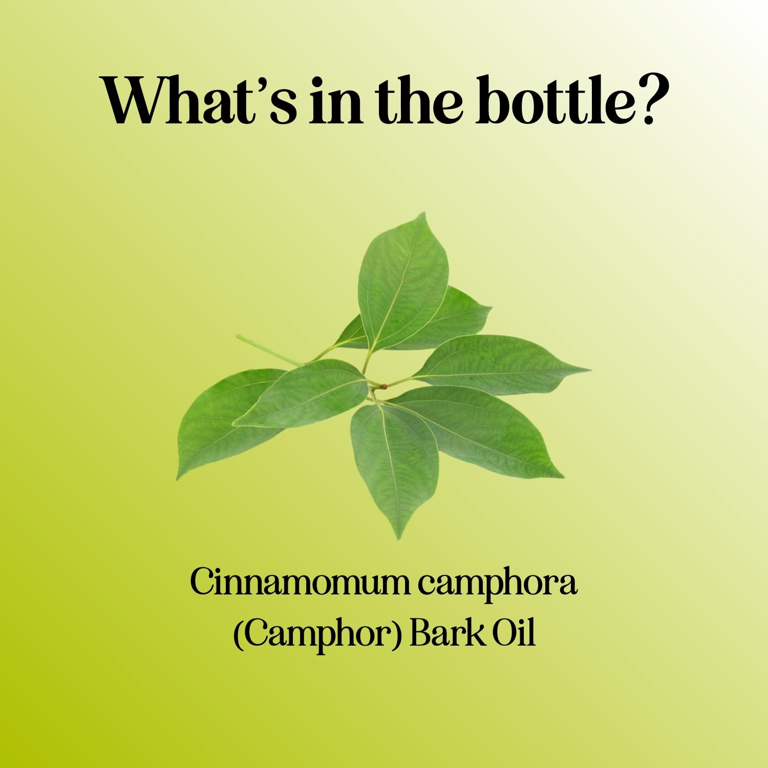 Aromatherapy diffuser with camphor oil