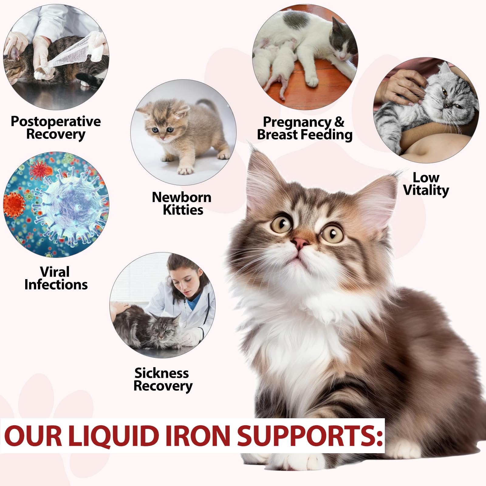 Ingredients: iron, folate, and vitamin B12 for cats