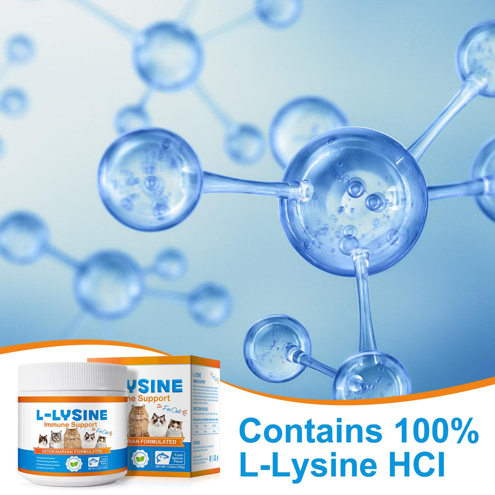 Close-up of a cat eye health and L-Lysine benefits