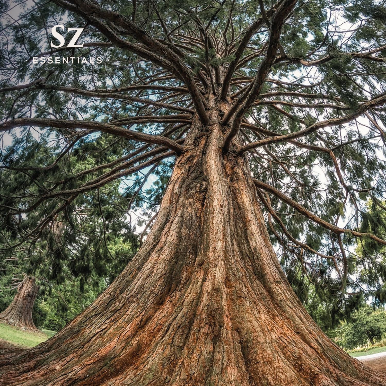 Diffuser releasing Cedarwood essential oil fragrance.