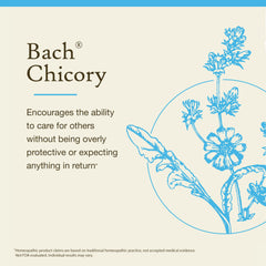 Chicory flower essence bottle on white background