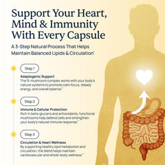 Cordyceps energy visual in Cholibrium blend