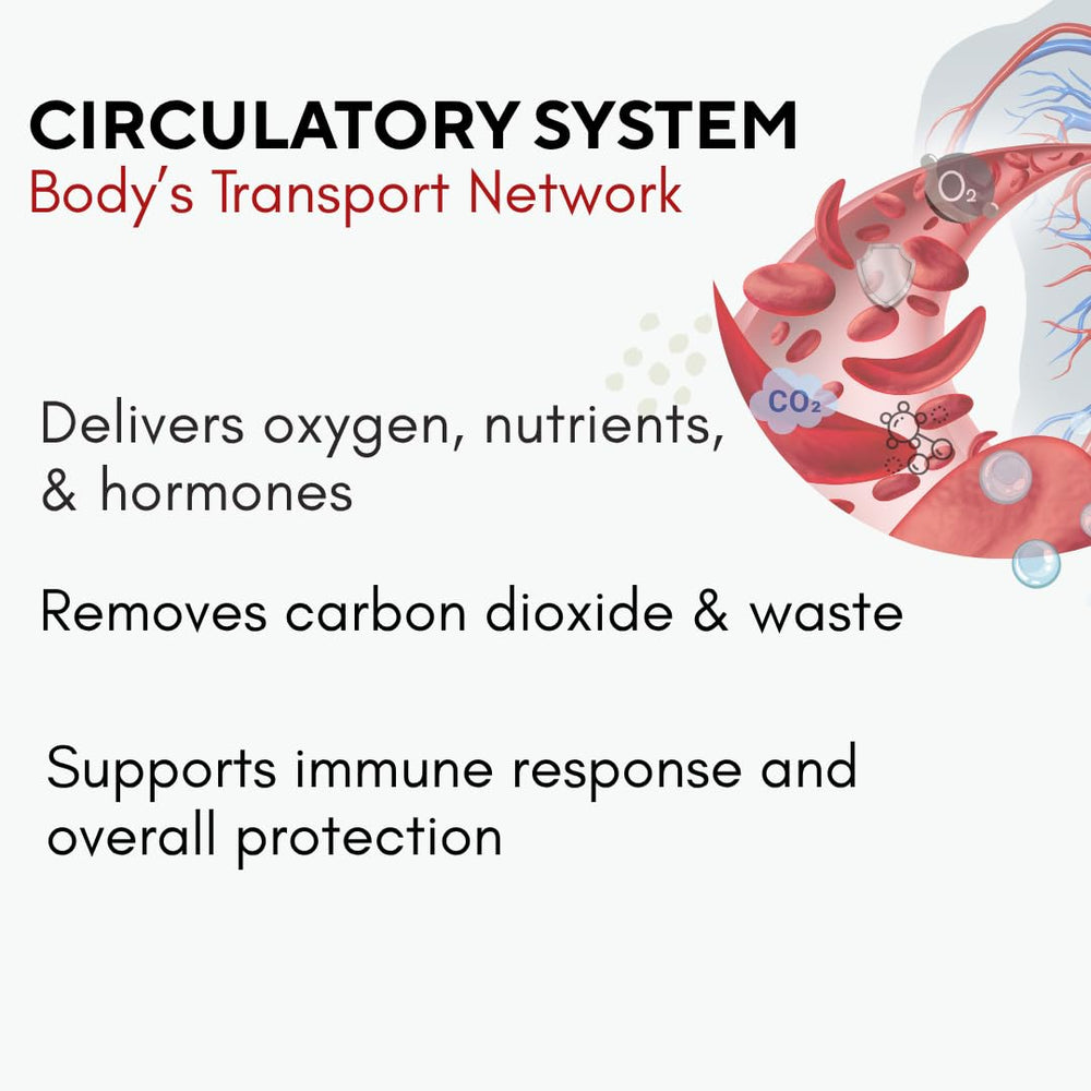 Graphic showing circulation and blood flow benefits