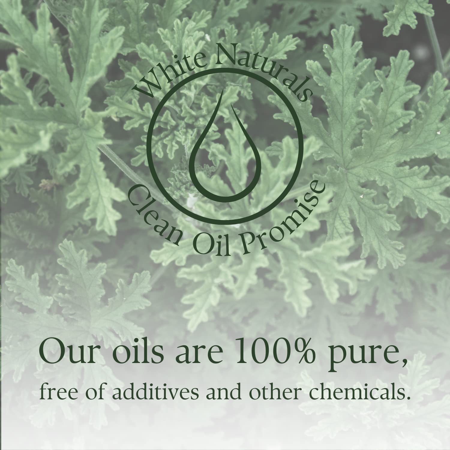 Massage with citronella essential oil on skin
