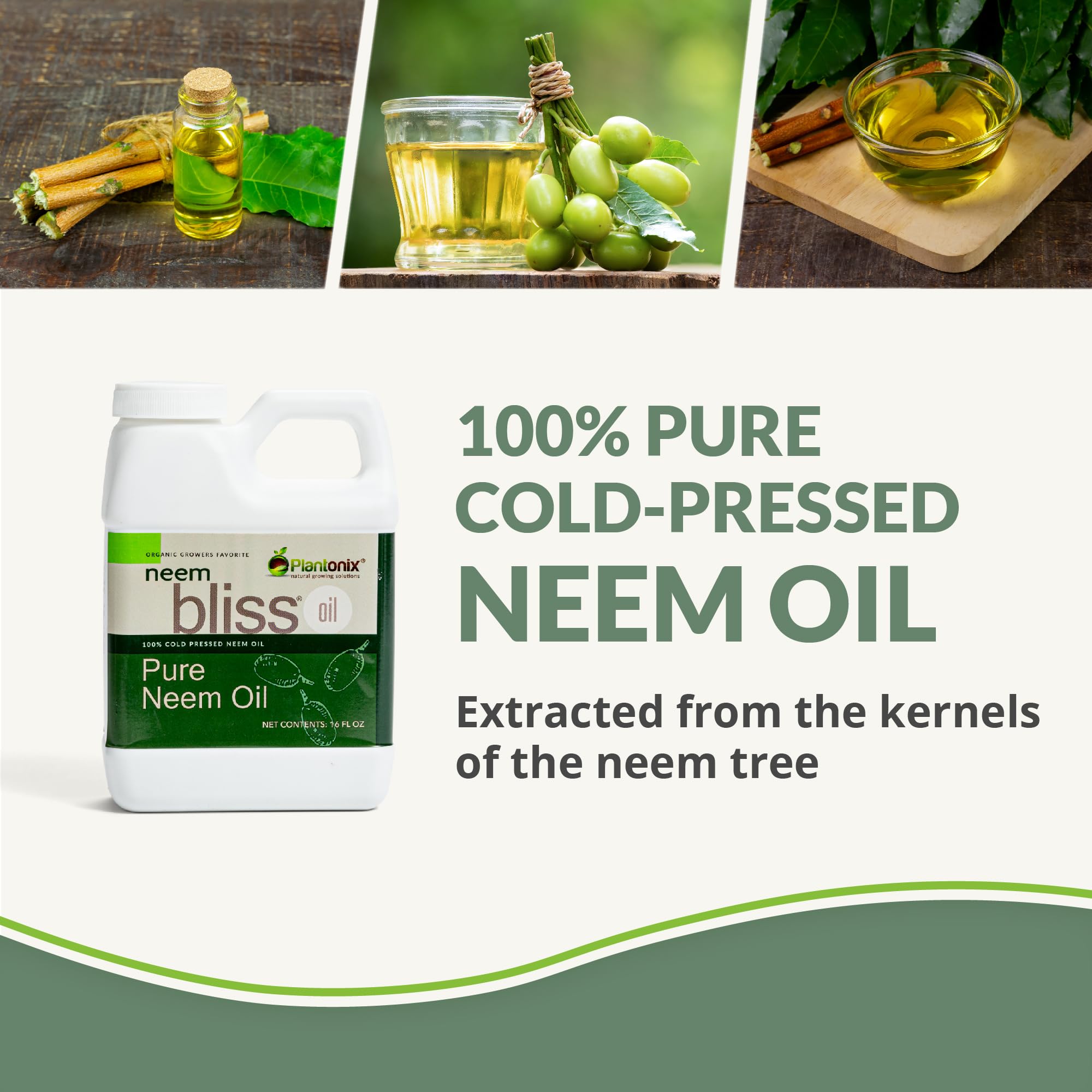 Cold-pressed neem oil extraction process