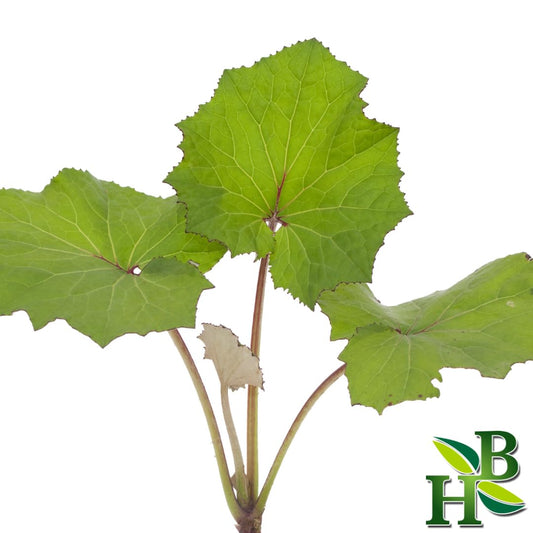 Close-up of Coltsfoot leaf cut and sifted 4oz - Herb To Body