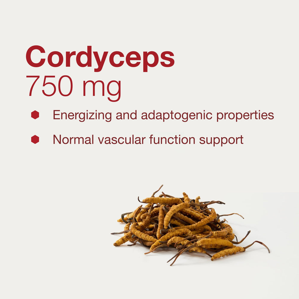 Cordyceps for vascular function and health