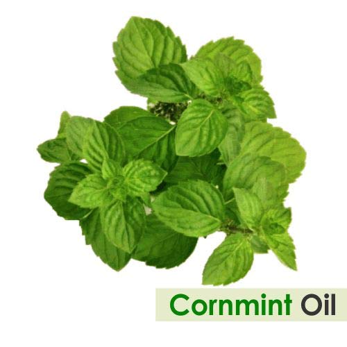 Steam distillation process for cornmint essential oil