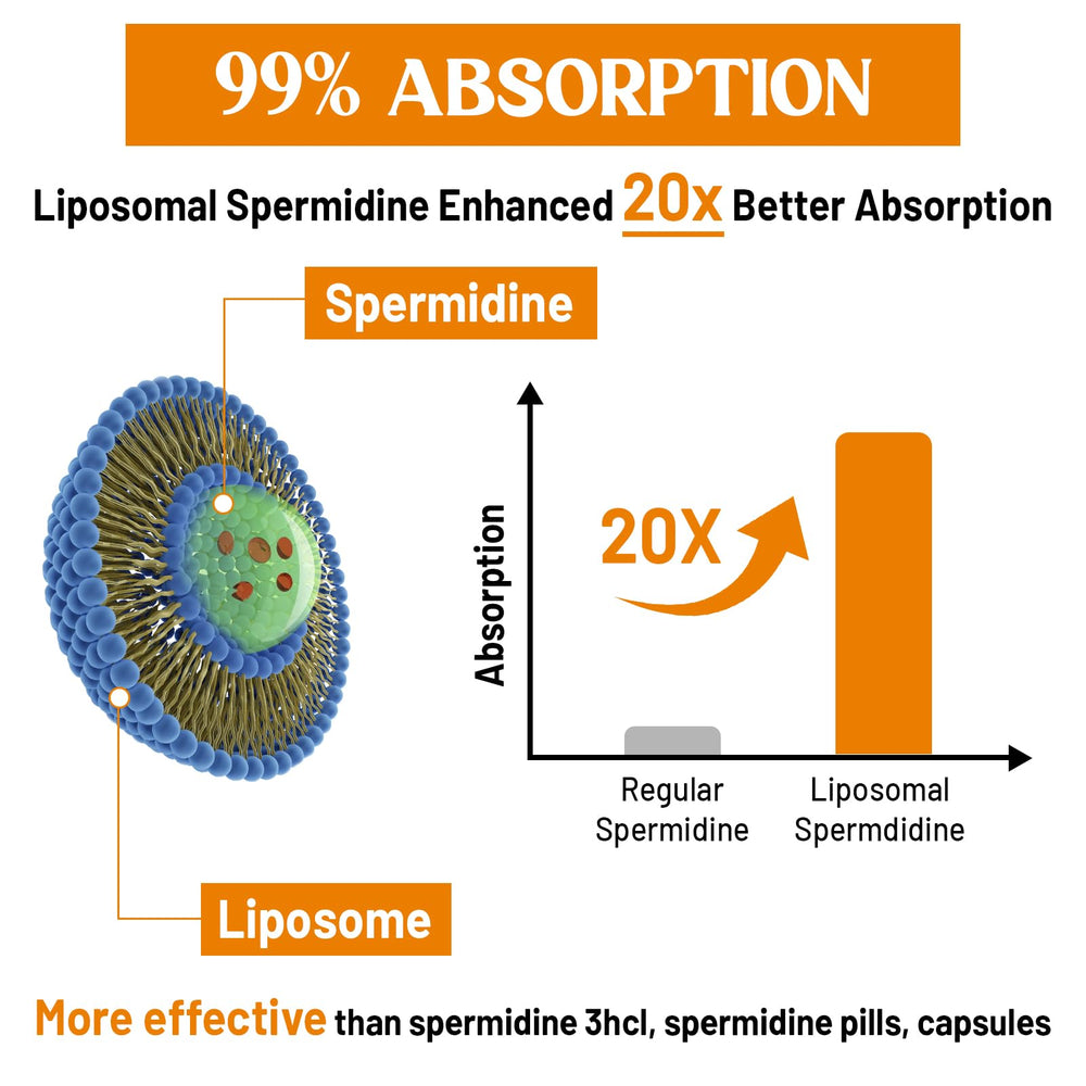 CORPORALIGHT formula may support autophagy-related renewal processes.