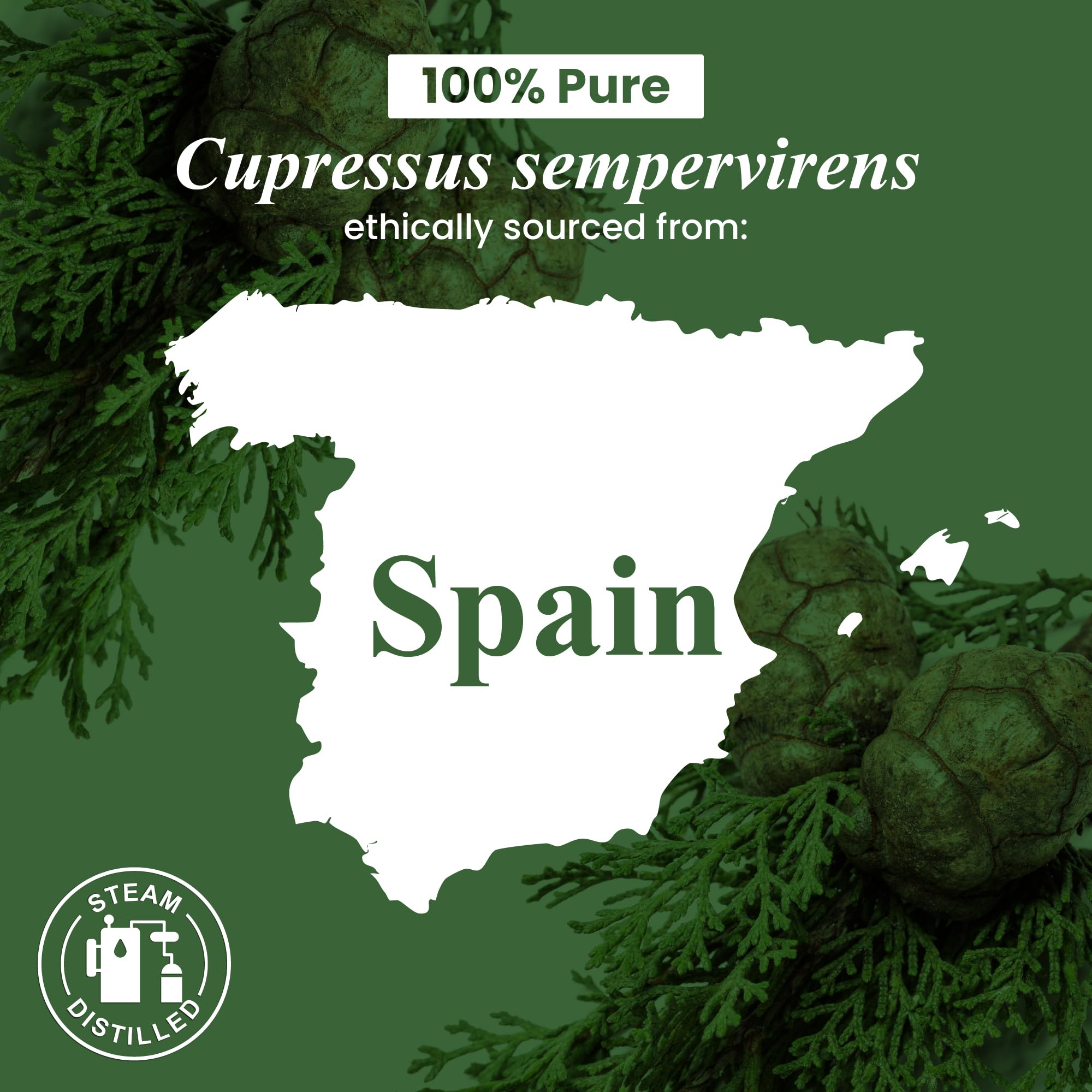 Cypress essential oil fragrance suitable for candles and soaps