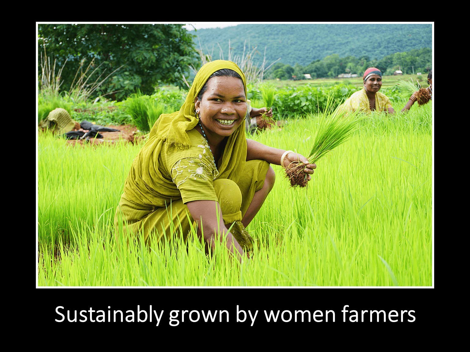 DAANA Sunflower Oil from sustainable farming, cruelty-free sourcing
