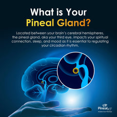 Graphic showing decalcification of pineal gland related to Pineal XT Gold