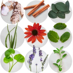 Essentials toothpaste ingredients and herbs