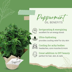 DIY candles using peppermint essential oil by GreenHealth